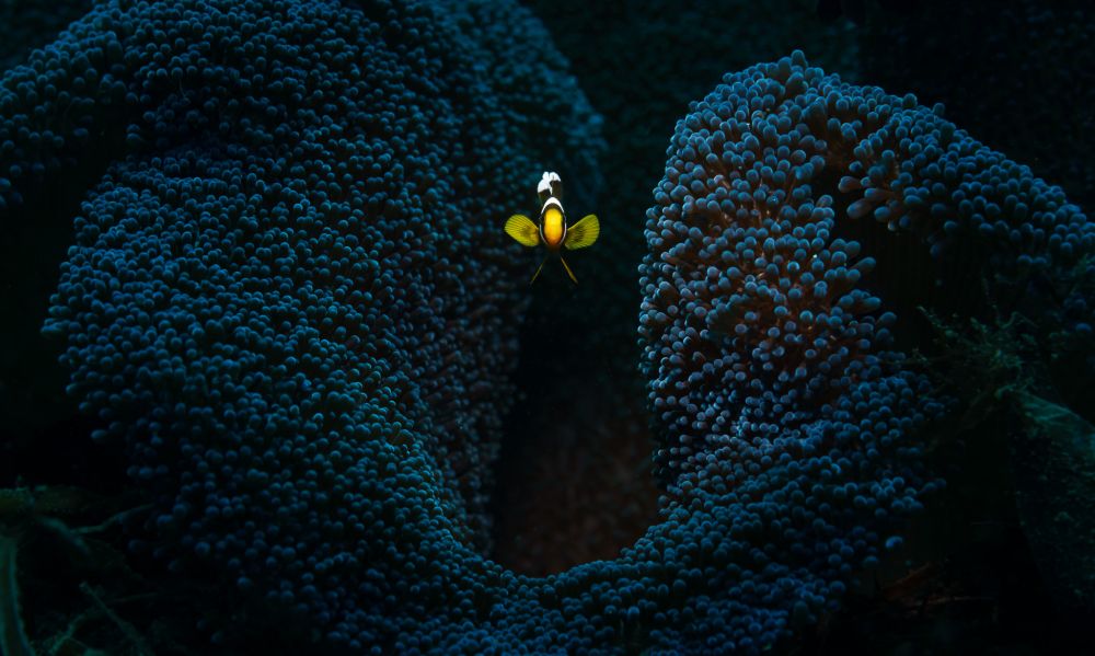 andrey savin famous macro photographer