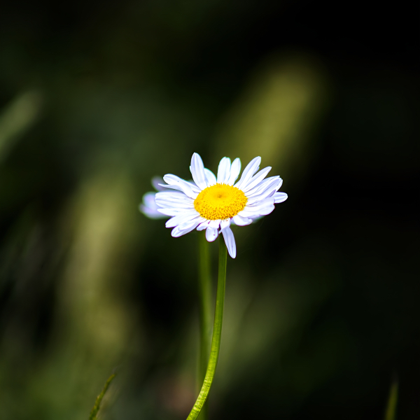 Photographer Maqsoud Moradi