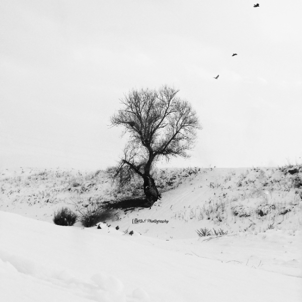 Photographer Khosro Sayadi