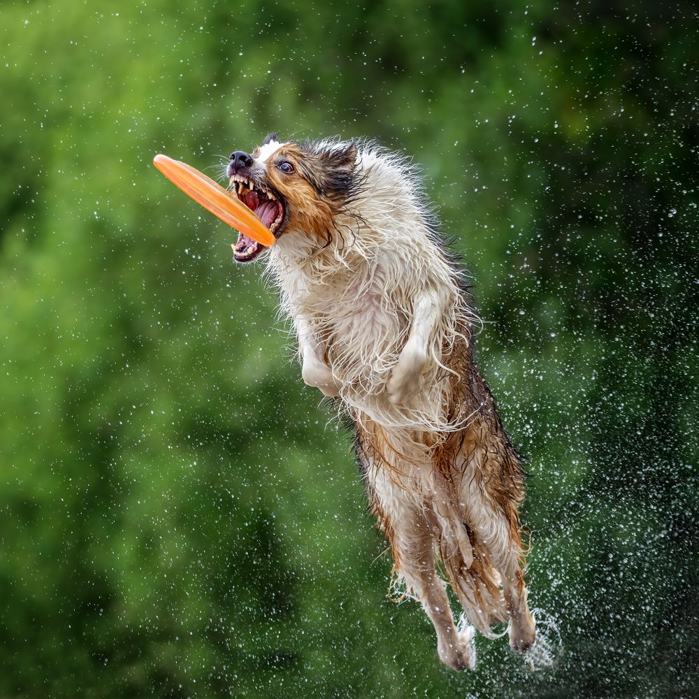 wpe-international-photographers-awards-galleries