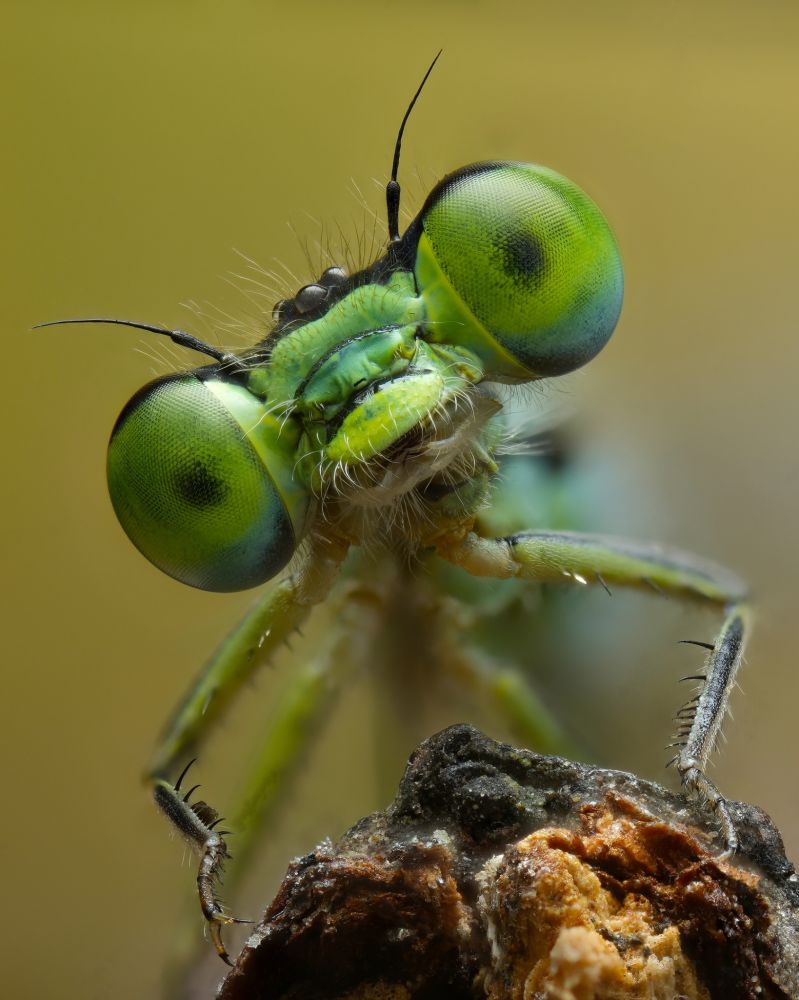 wpe-international-photographers-awards-galleries